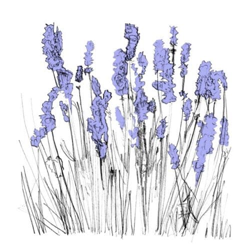 Lapalace - Music To Watch Seeds Grow By 006: Lapalace (Lavender) - WatchSeeds006 - MUSIC TO WATCH SEEDS GROW BY