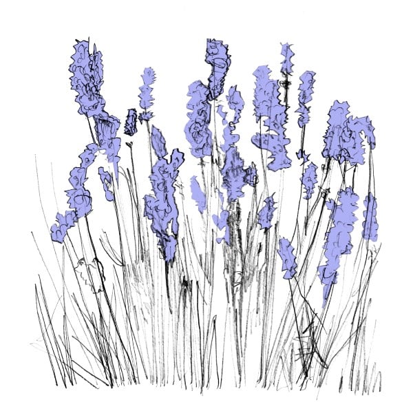 Lapalace - Music To Watch Seeds Grow By 006: Lapalace (Lavender) - WatchSeeds006 - MUSIC TO WATCH SEEDS GROW BY